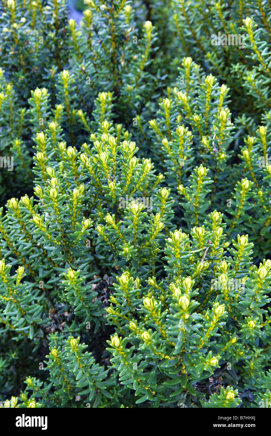 Ozothamnus hi-res stock photography and images - Alamy