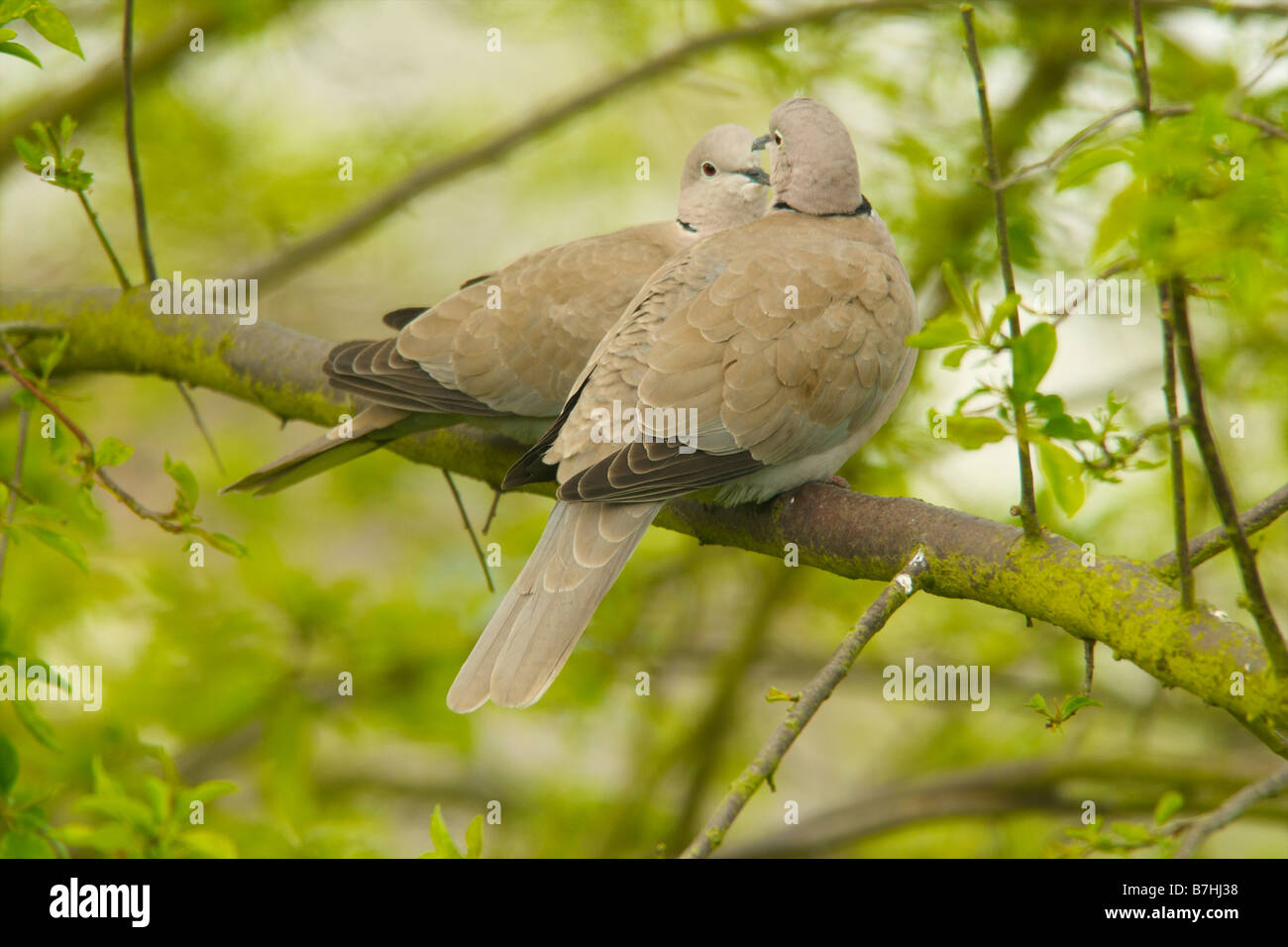 collared dove pair preening Stock Photo