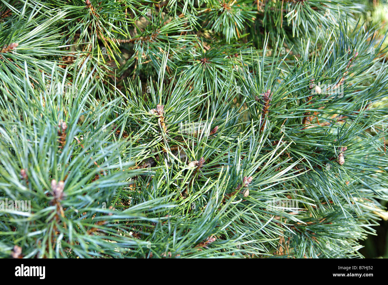 PINUS SYLVESTRIS CHANTRY BLUE Stock Photo - Alamy