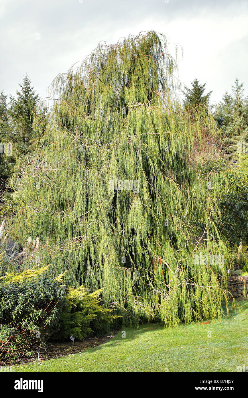 CHAMAECYPARIS LAWSONIANA IMBRICATA PENDULA CHAMPION TREE IN THE PLANTSMAN S GARDEN AT RHS ROSEMOOR DEVON Stock Photo