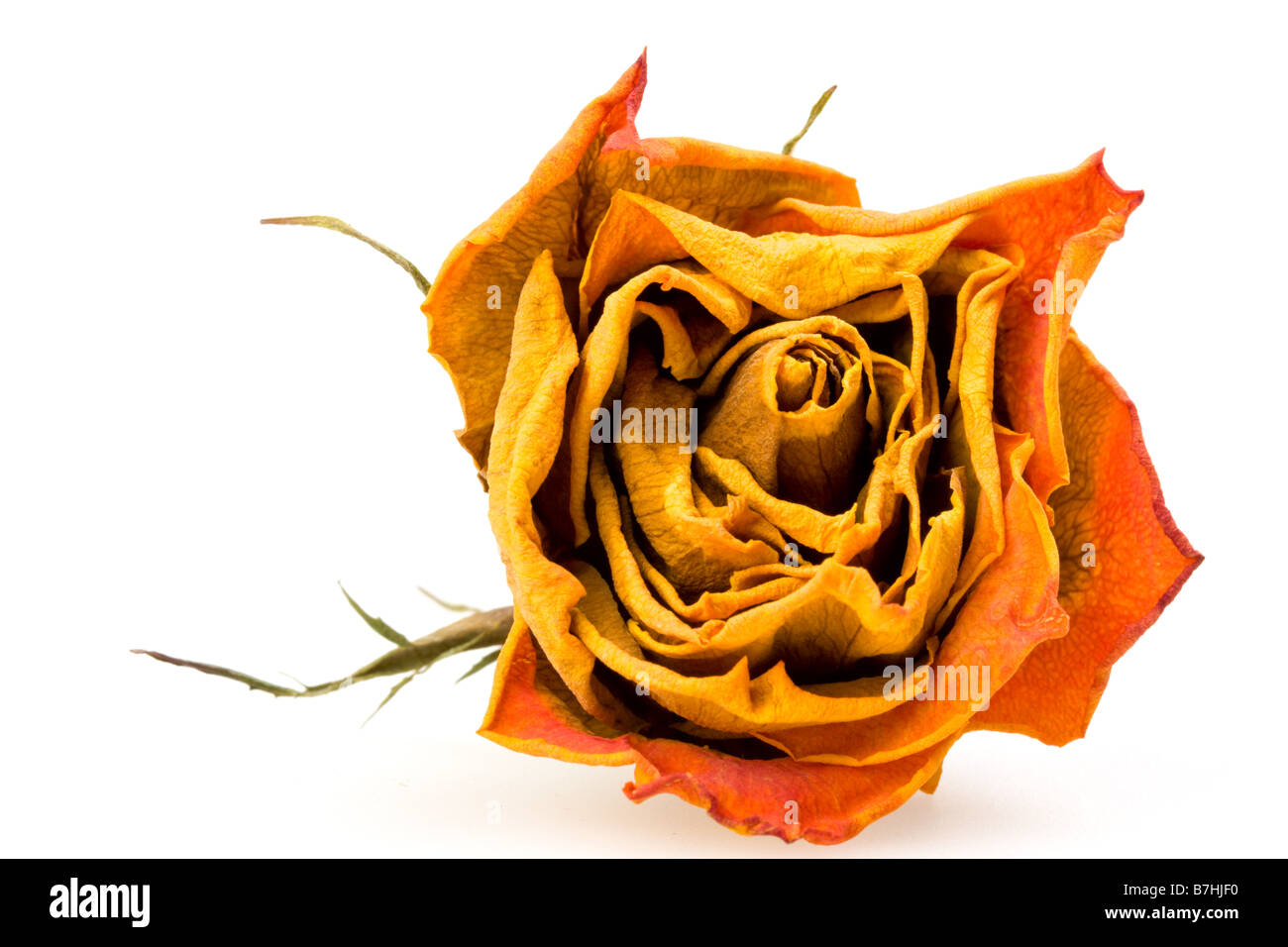 closeup of a dried red rose on white background Stock Photo Alamy