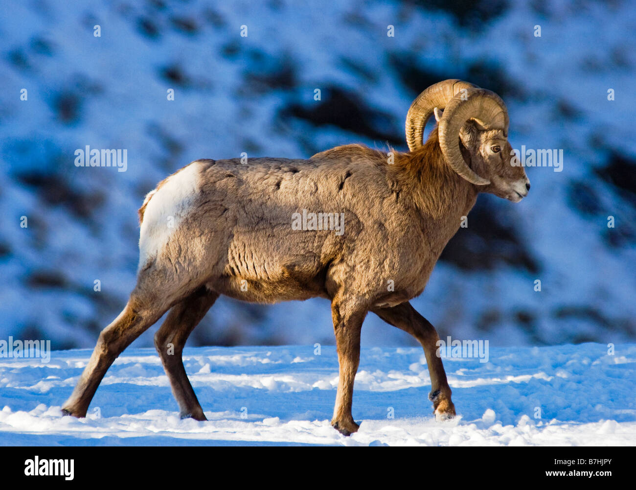 Bighorn sheep ram in winter, British Columbia, Canada. Stock Photo