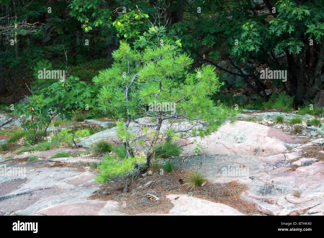 Eastern white pine seeding on rock surface Stock Photo