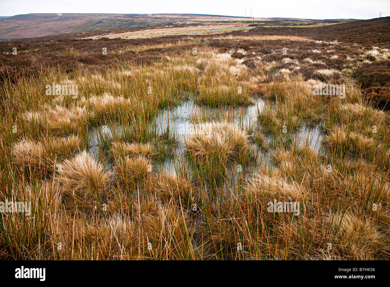 Boggy moorland pond Pwll Du Wales UK Stock Photo