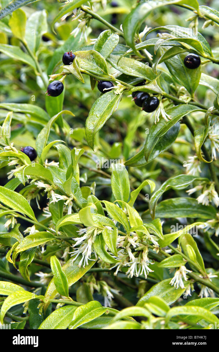 SARCOCCA CONFUSA BEARS SCENTED WHITE FLOWERS AND FRUITS IN JANUARY Stock Photo