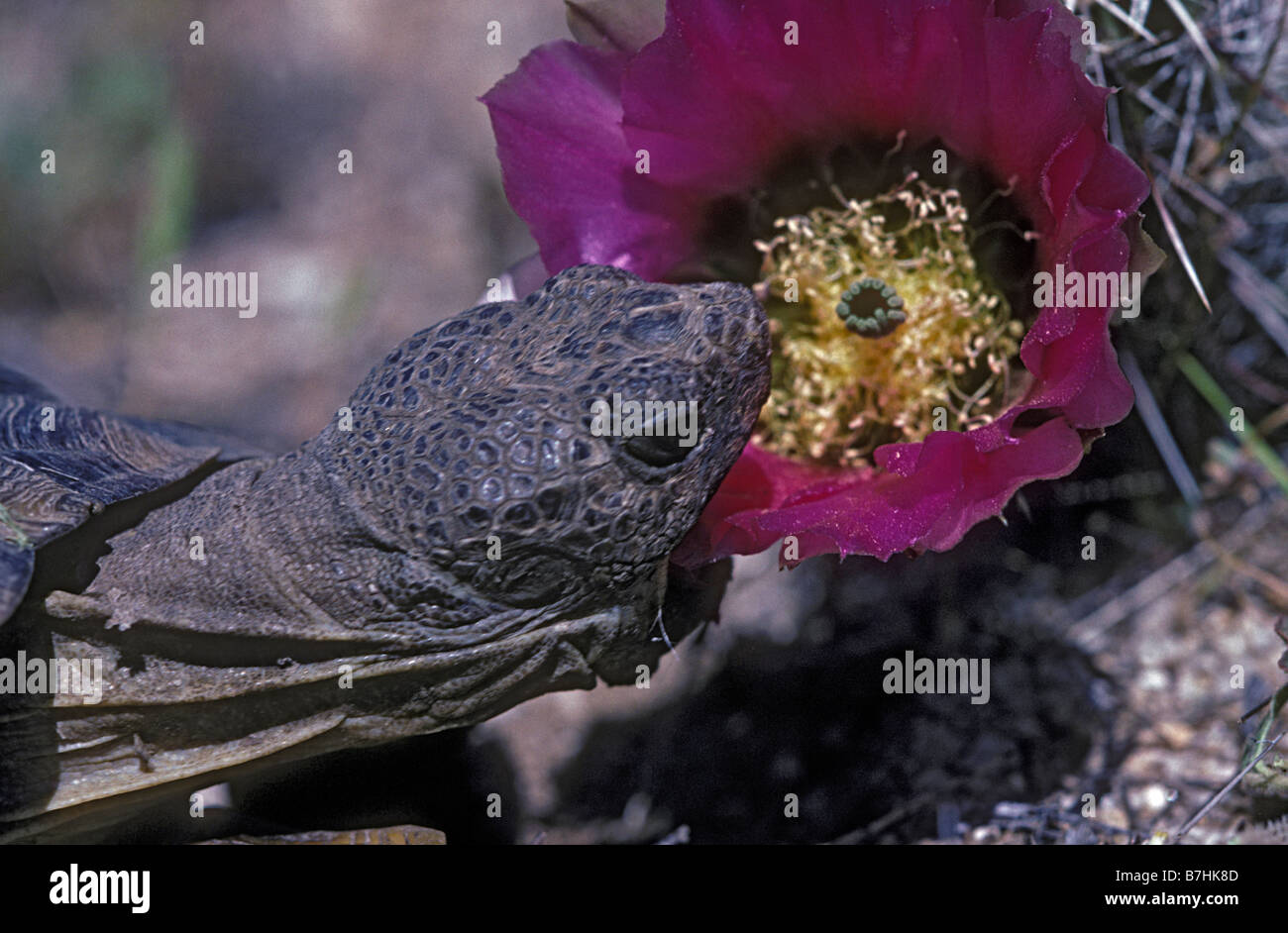 Desert Tortoise Cactus High Resolution Stock Photography And Images Alamy