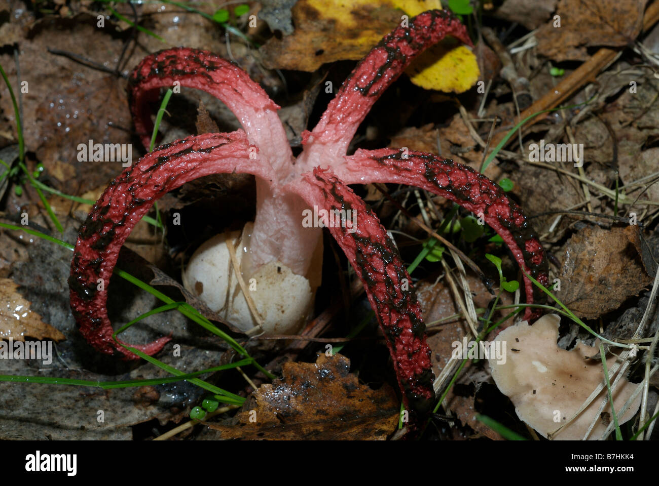 octopus stinkhorn fungus Stock Photo Alamy