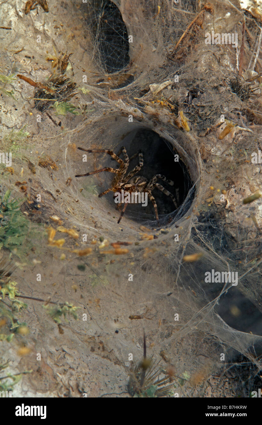 North texas spiders hires stock photography and images Alamy