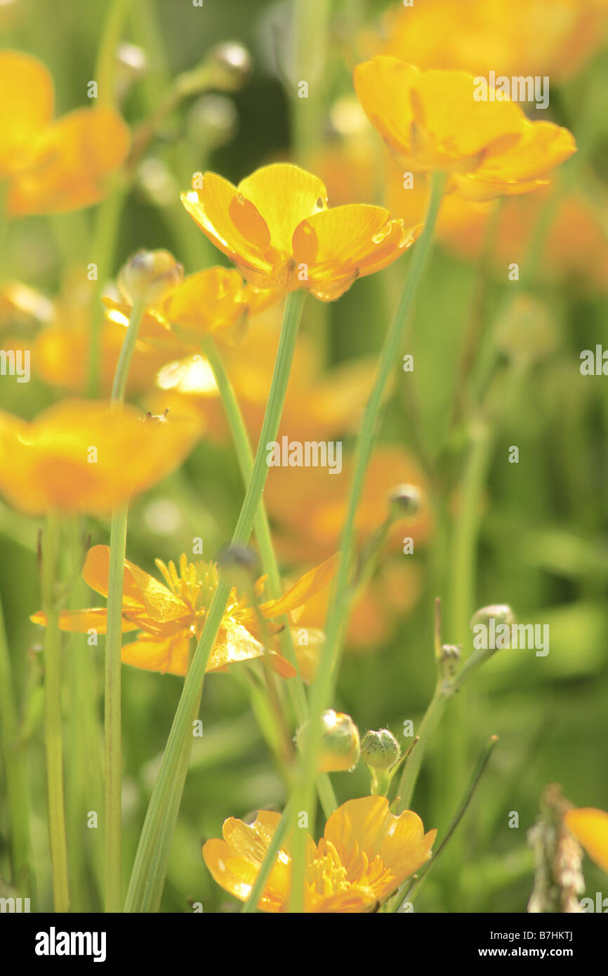 yellow buttercup buttercups flowers Stock Photo Alamy