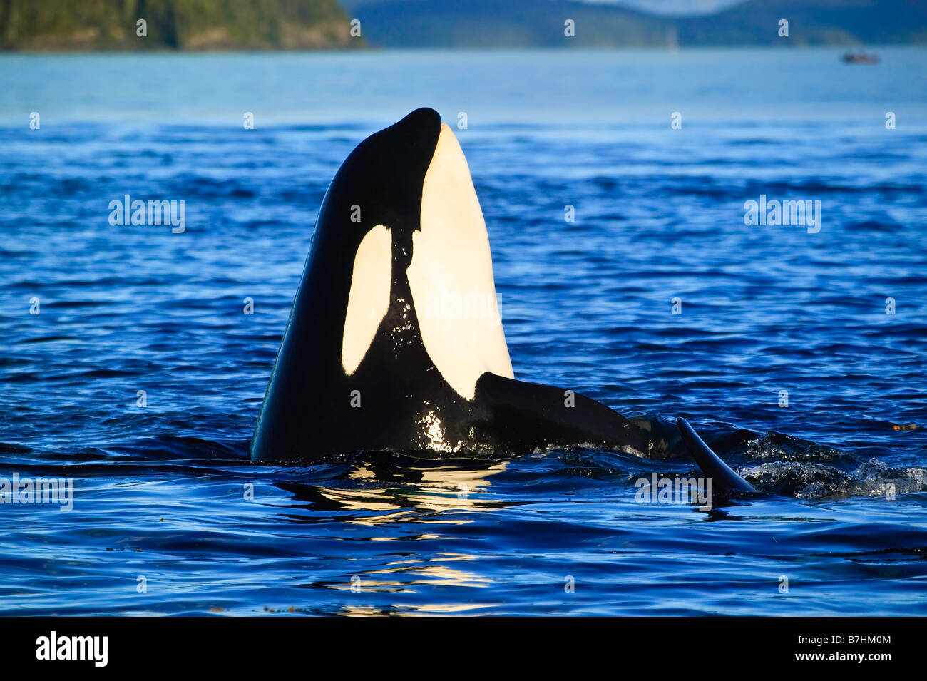 A large Orca Killer whale is spy hopping in the blue pacific ocean. Stock Photo