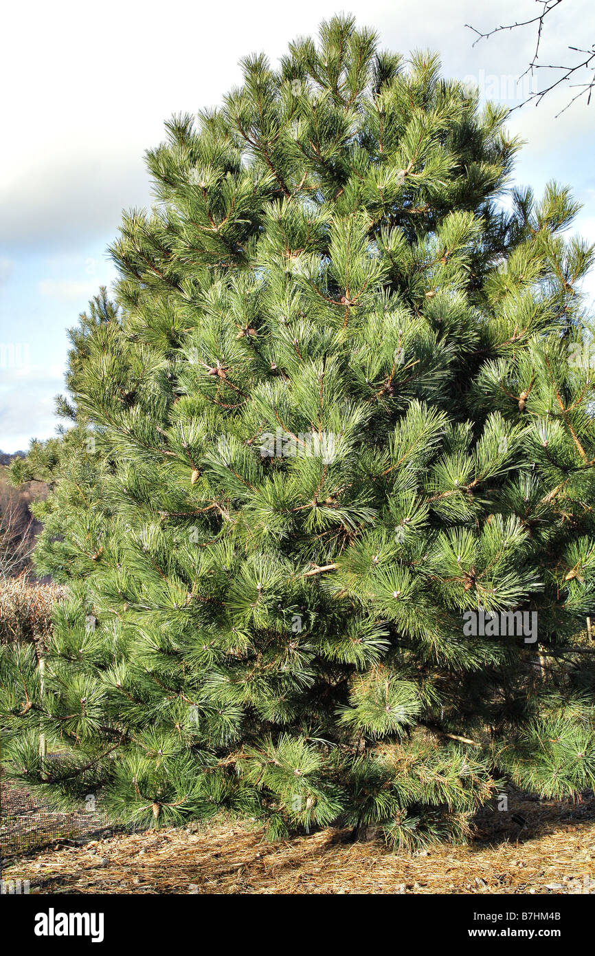 PINUS NIGRA AGM Stock Photo