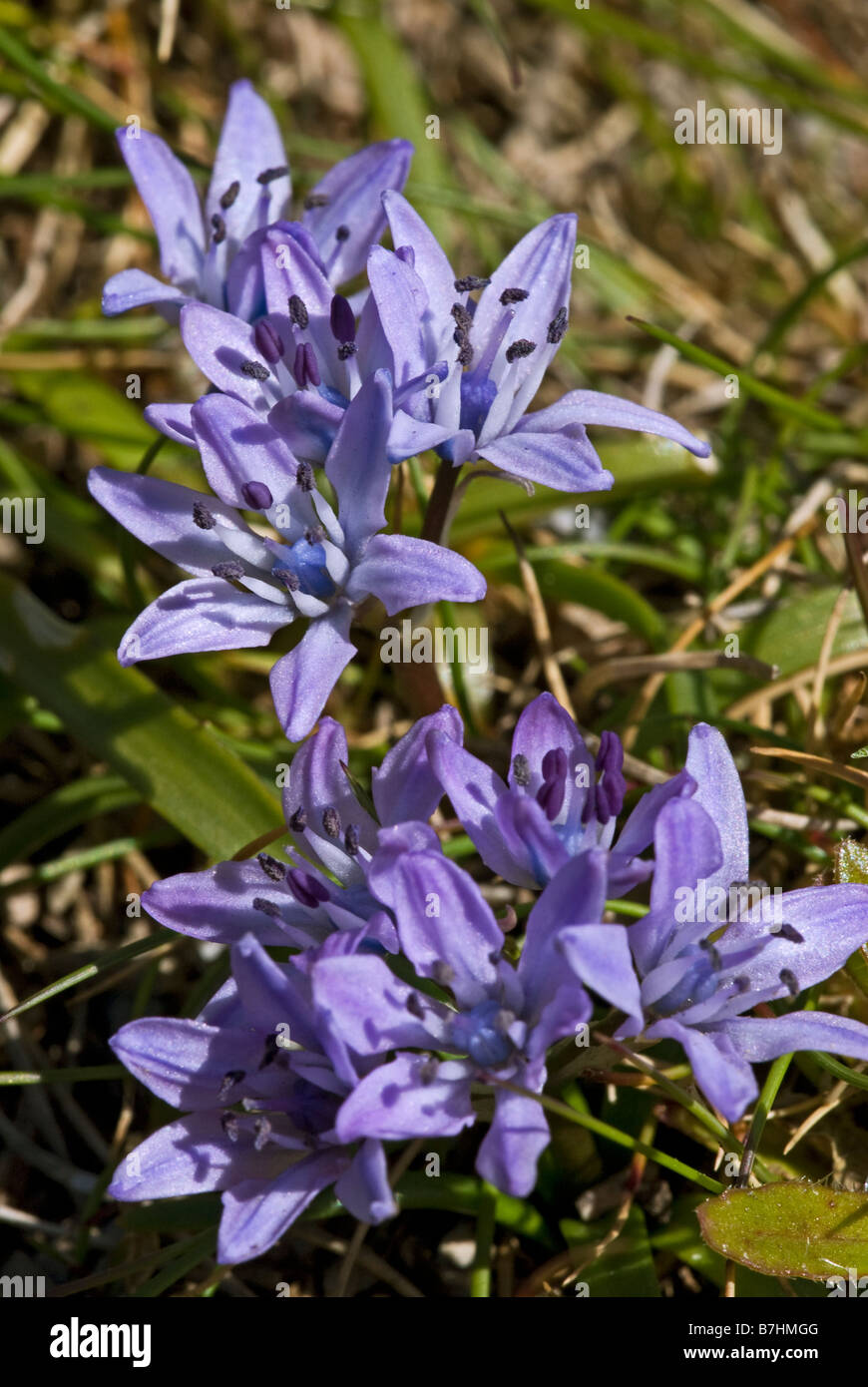 Spring Squill (Scilla verna) flower group Stock Photo