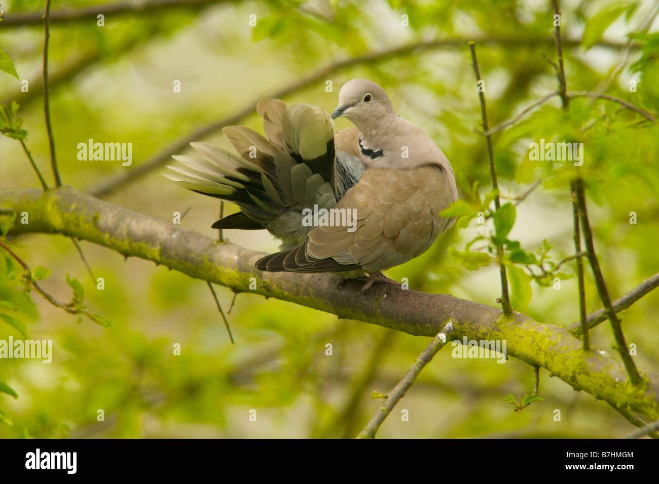 collared dove preening Stock Photo