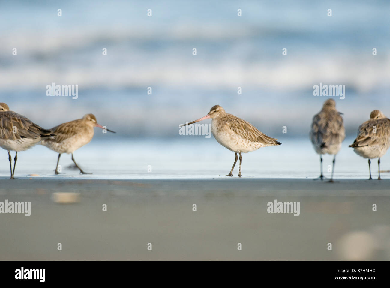 Bar tailed Godwit New Zealand Limosa Lapponica Stock Photo Alamy bar-tailed-godwit-new-zealand-limosa-lapponica-stock-photo-alamy