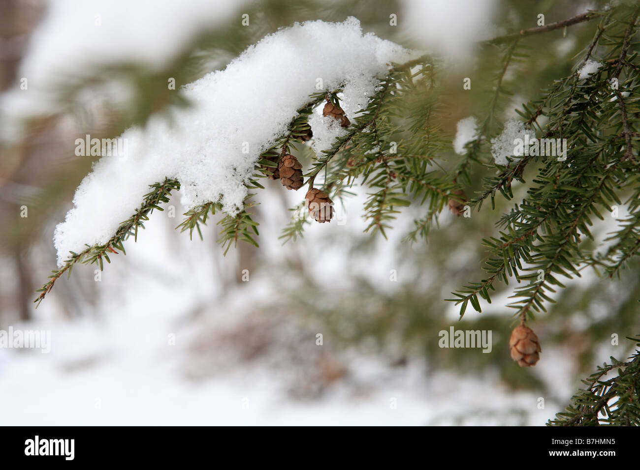 Little Pine Cone On Snow Covered Pine Tree Stock Photo Alamy