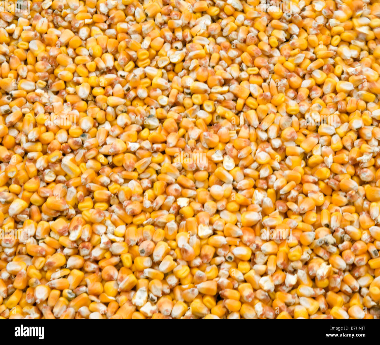 Bulk feed corn is shown in a grain truck Stock Photo Alamy
