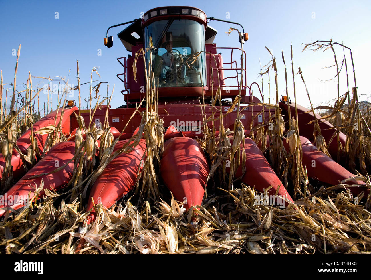 Feed corn hires stock photography and images Alamy