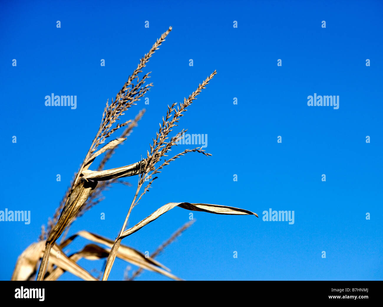 The tassels of field corn wave in the breeze against a blue sky Stock