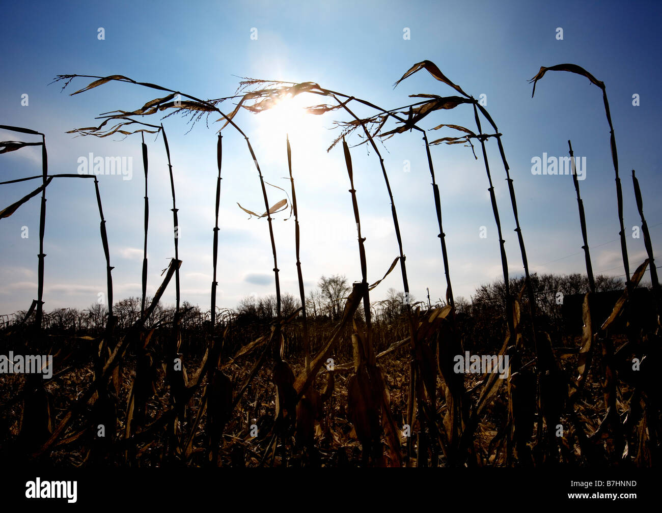Late harvest  feed corn stalks sway in the breeze. Stock Photo