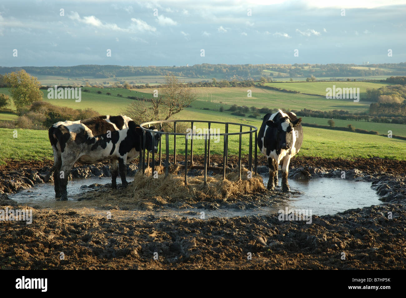cows in field, Stoke Dry, Rutland, England, UK Stock Photo