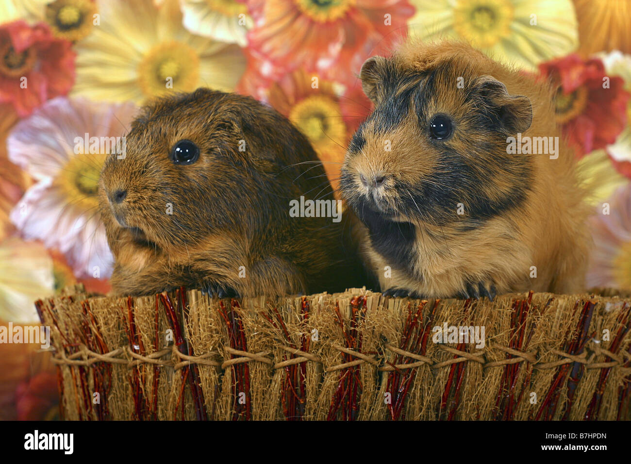 Cavies hires stock photography and images Alamy