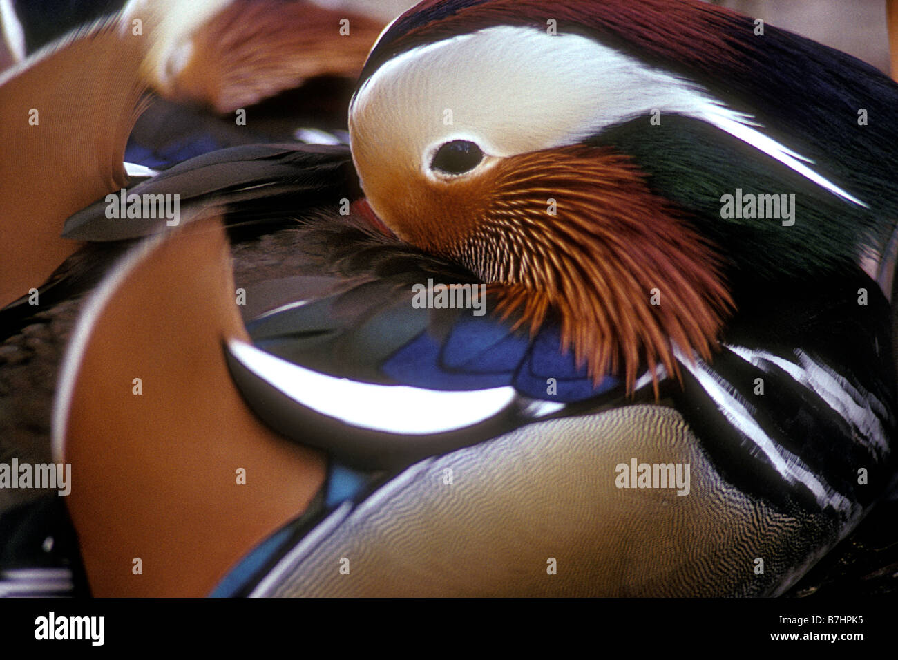 Mandarin Duck (Aix galericulata) Male Native to Asia Captive Stock