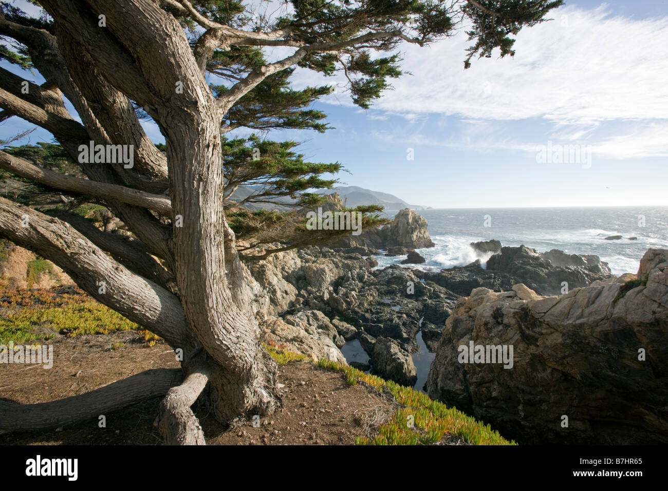 Monterey Cypress tree, Pacific Ocean and coast, Rocky Point, between Big Sur & Carmel, California, USA Stock Photo
