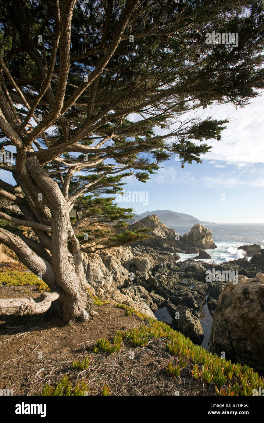 Monterey Cypress tree, Pacific Ocean and coast, Rocky Point, between Big Sur & Carmel, California, USA Stock Photo