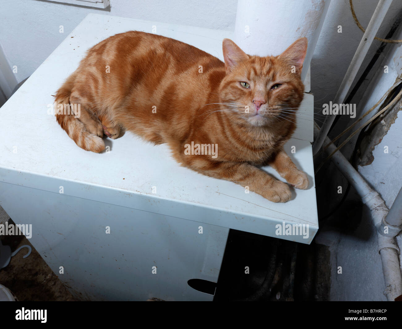 Ginger Tom Warming Himself on a Boiler Stock Photo