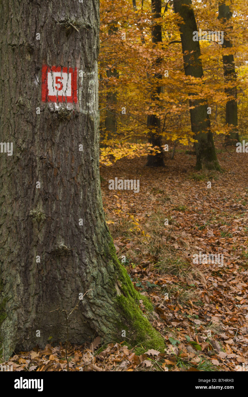 Fall autumn forest forests hi-res stock photography and