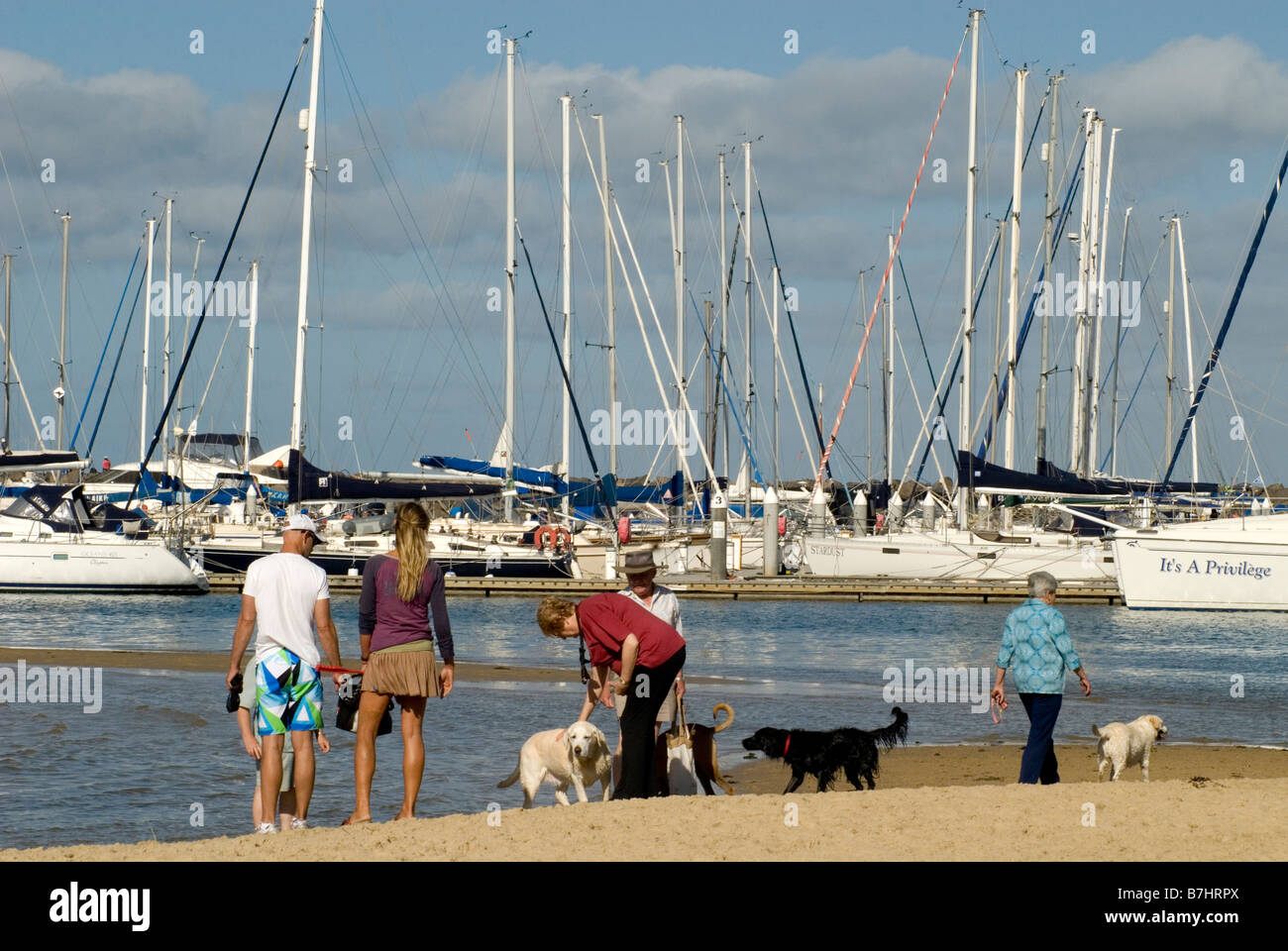 Melbourne dog dogs hires stock photography and images Alamy