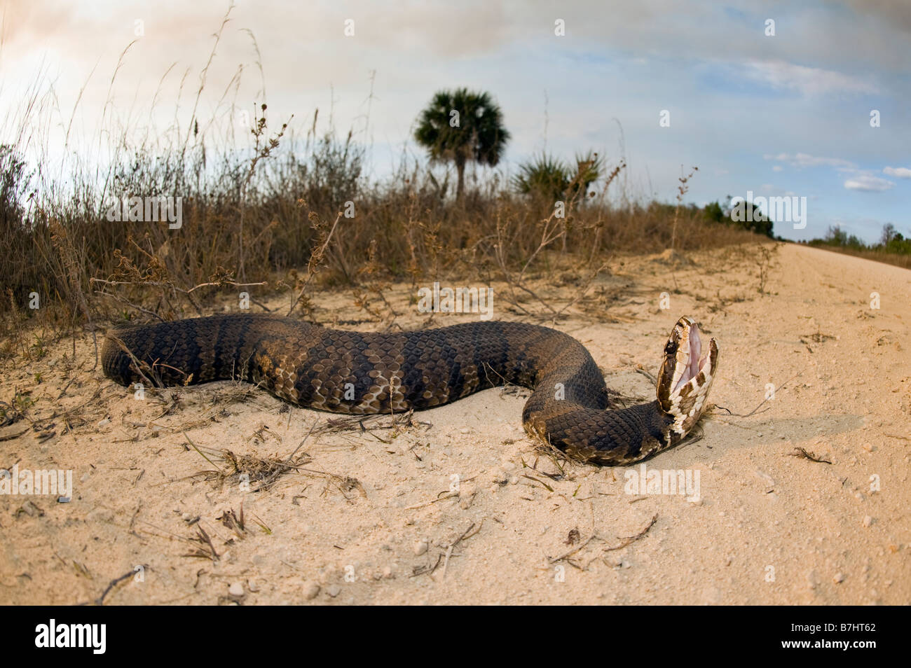 Water Moccasin or Cottonmouth Agkistrodon piscivorus conanti in the Big Cypress National Preserve in the Florida Everglades Stock Photo