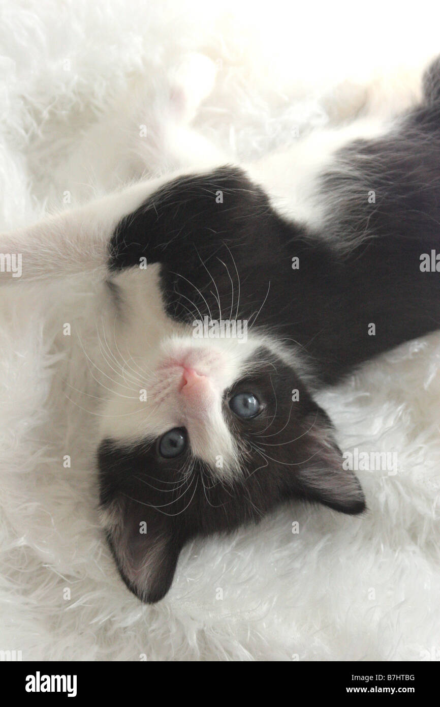 A black and white kitten laying on a white fur blanket Stock Photo Alamy