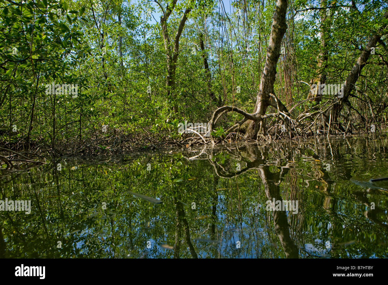 Mangrove lined trees along a creek off of Bahia Honda, Isla Bastimentos, Bocas del Toro, Panama Stock Photo