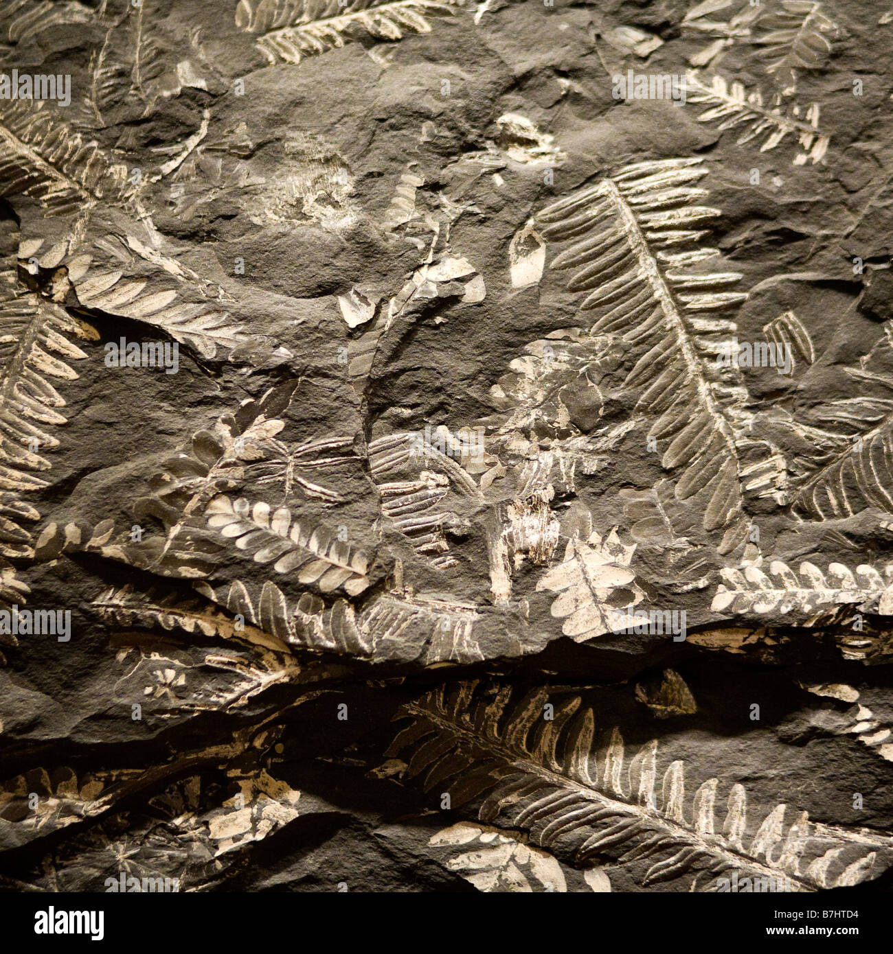 Fern fossils Stock Photo