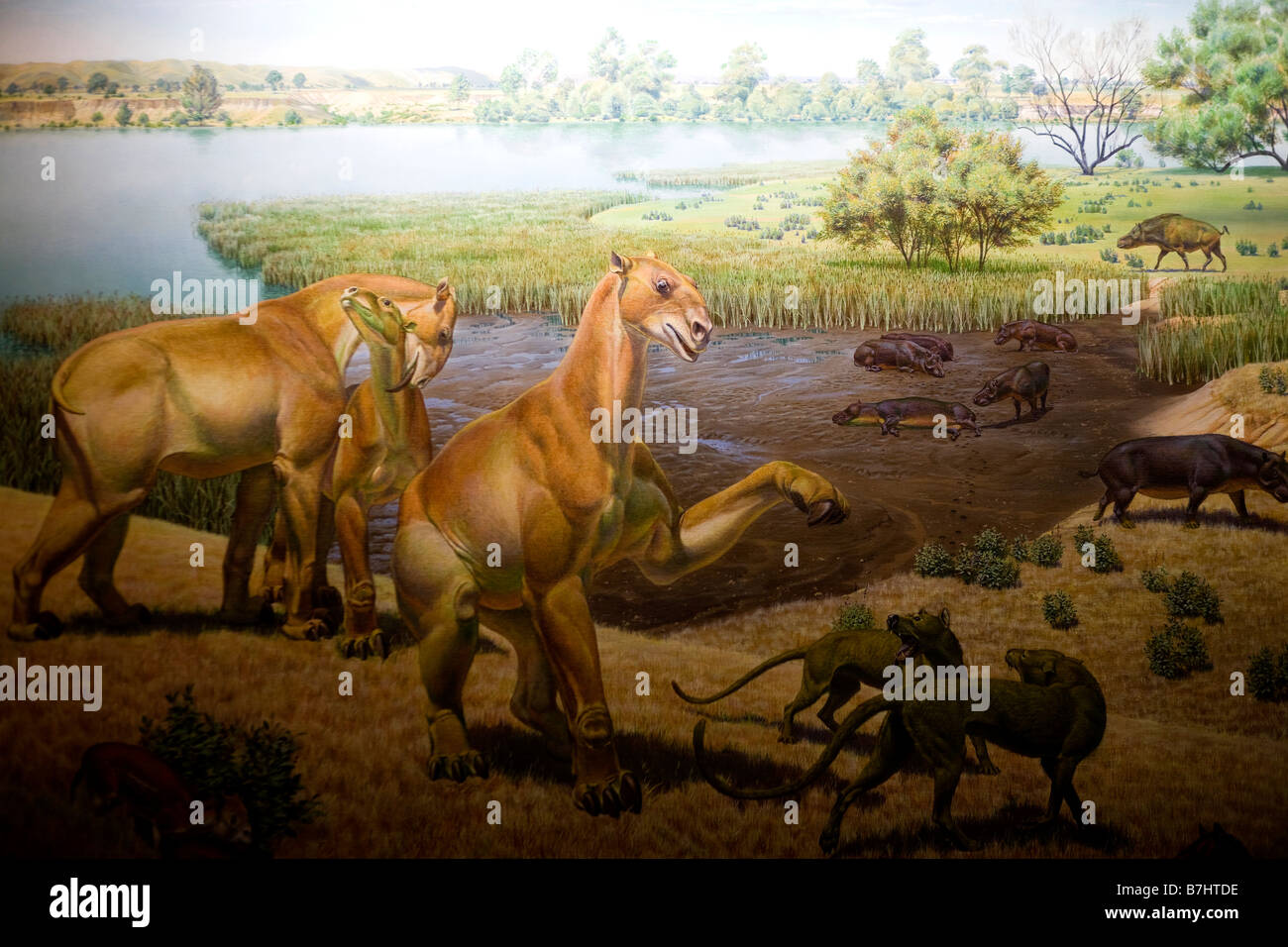 Miocene Era Stock Photos & Miocene Era Stock Images Alamy