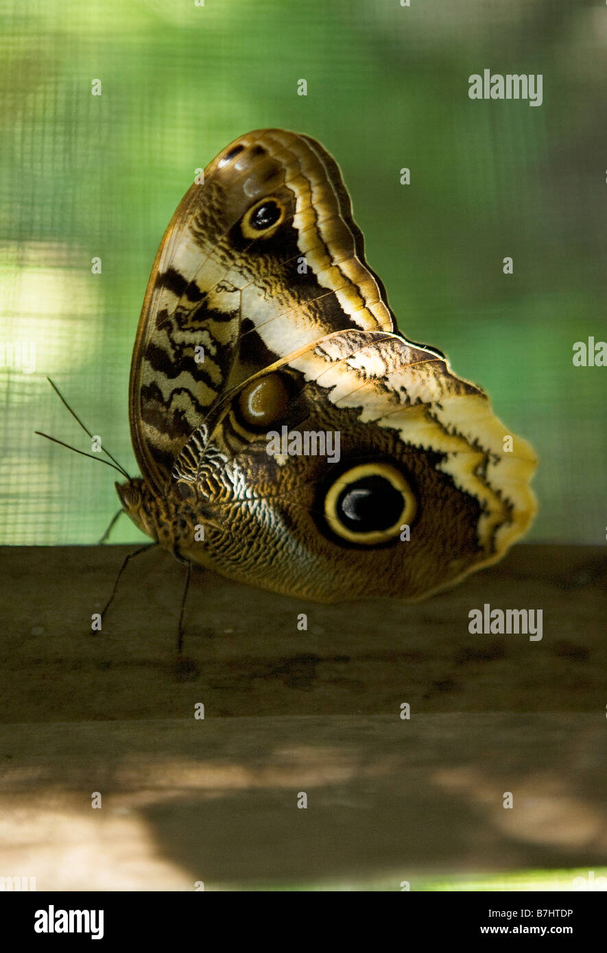 Close up of a Giant Owl Butterfly at a butterfly breeding farm on Isla Bastimentos, Bocas del Toro, Panama Stock Photo