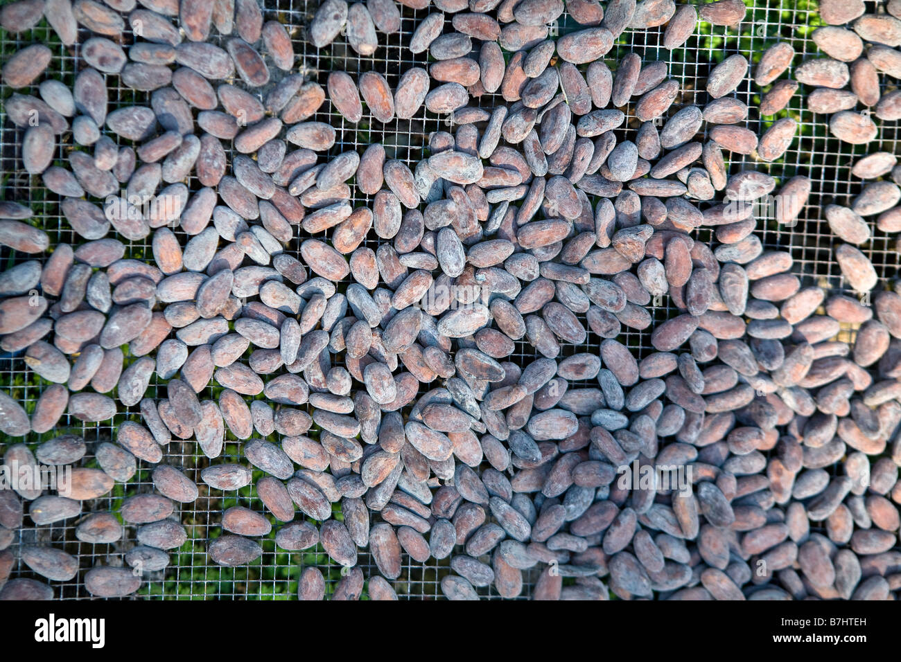 Close up of cacao beans drying in the sun Isla Bastimentos, Bocas del Toro, Panama Stock Photo