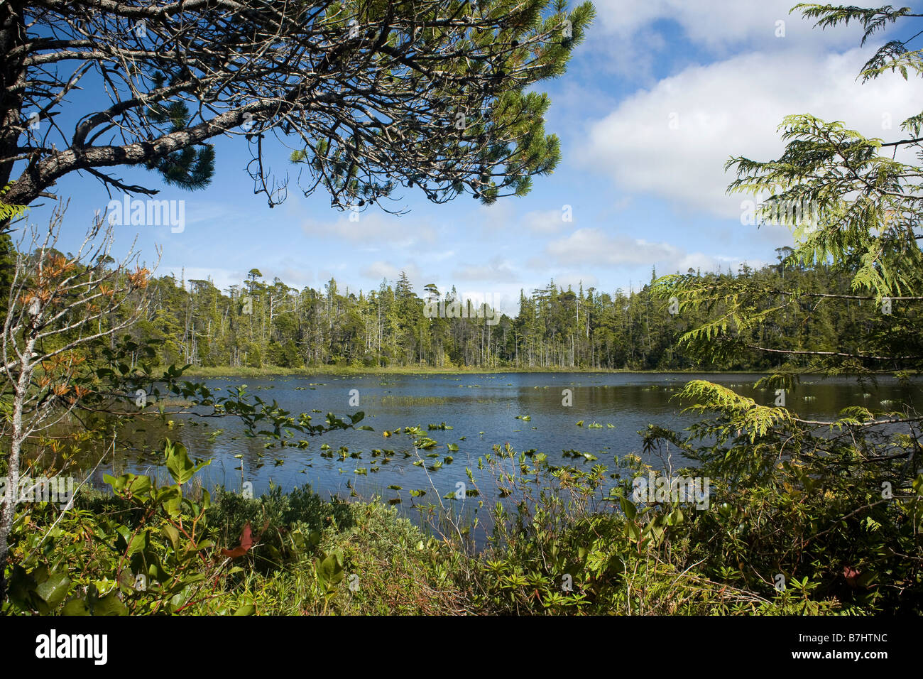 Loon lake hi-res stock photography and images - Alamy