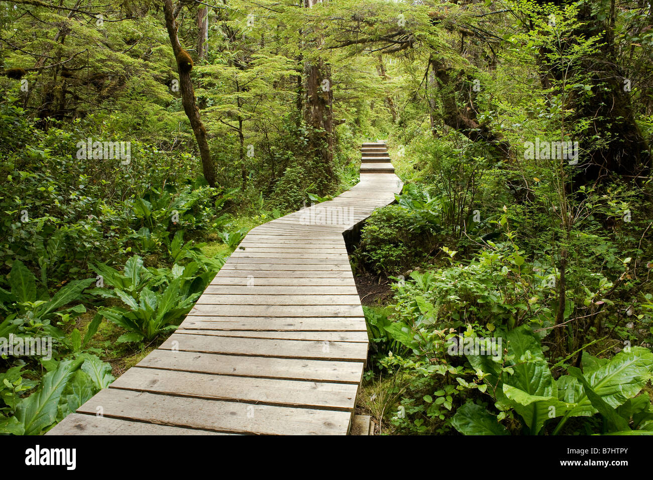 BRITISH COLUMBIA - Boardwalk section of trail on the North Coast Trail in Cape Scott Provincial Park on Vancouver Island, Stock Photo
