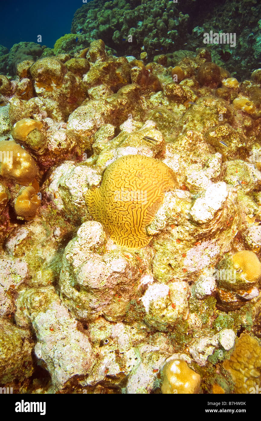 symmetrical brain coral and other varieties and sponges in caribbean ocean Stock Photo