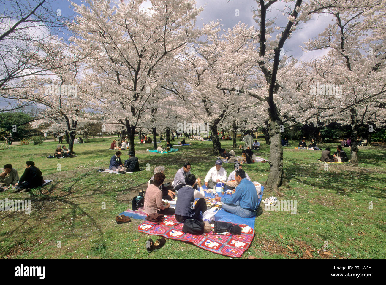 Visitors picnic under cherry blossoms on the grounds of Kyoto Botanical Garden  Kyoto Japan Stock Photo - Alamy