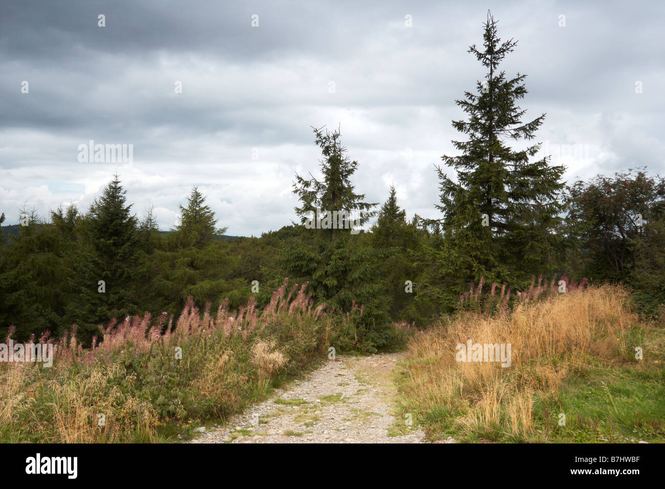 Cloud and tree landscape hi-res stock photography and images - Alamy