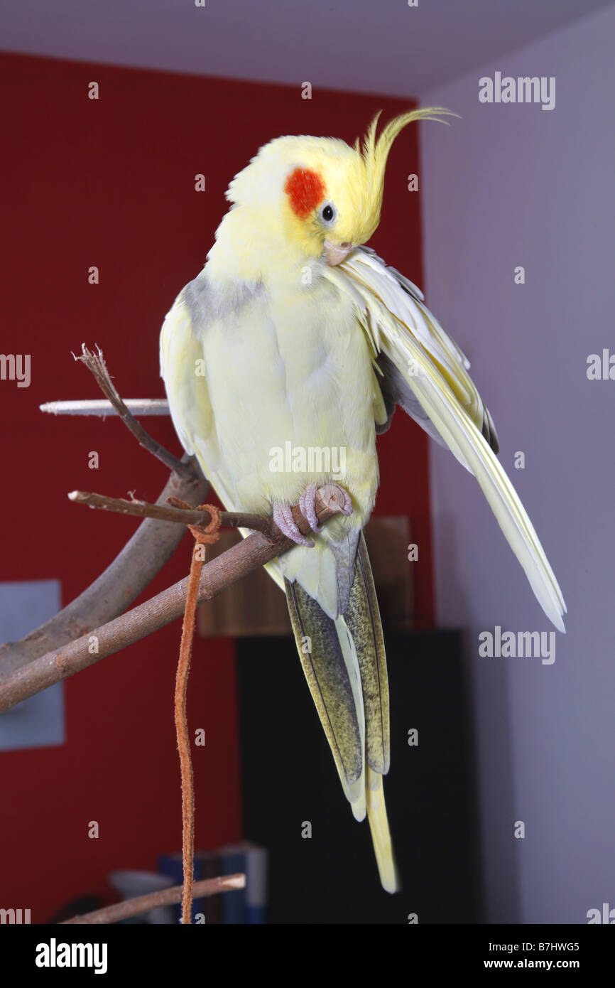 cockatiel (Nymphicus hollandicus), sitting on a bar Stock Photo - Alamy