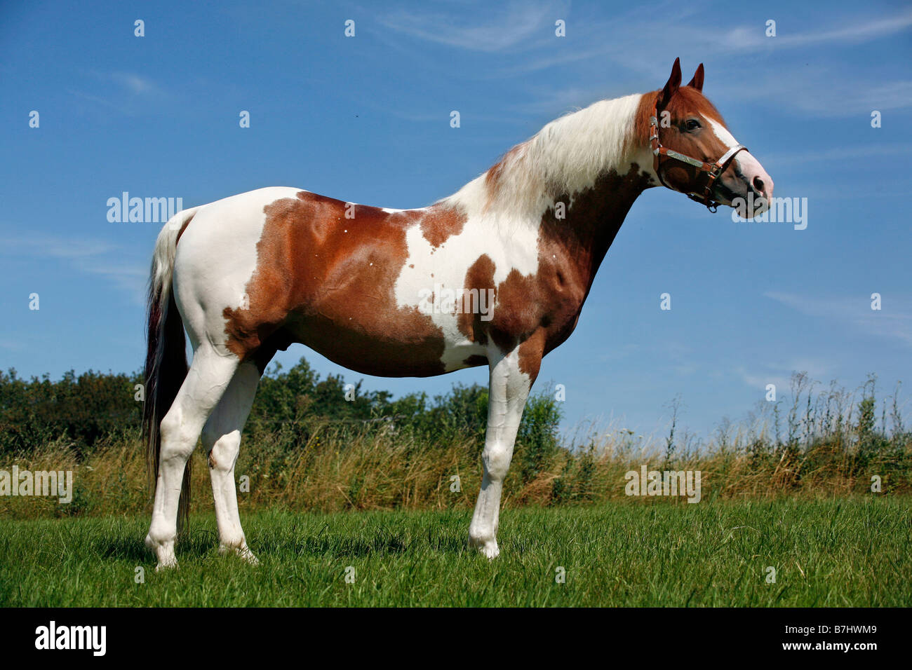 Pinto stallion Stock Photo