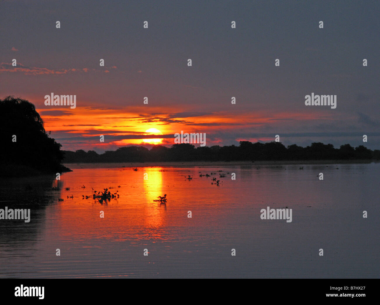 Sunset on Congo River with clumps of water hyacinth floating Democratic Republic of Congo Stock Photo