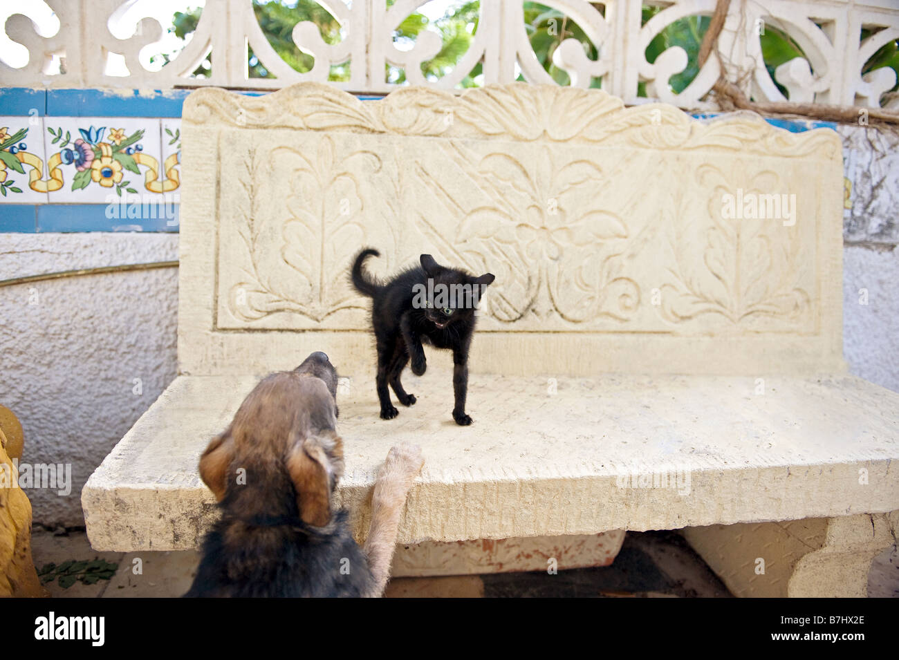 black kitten - hissing at dog Stock Photo - Alamy