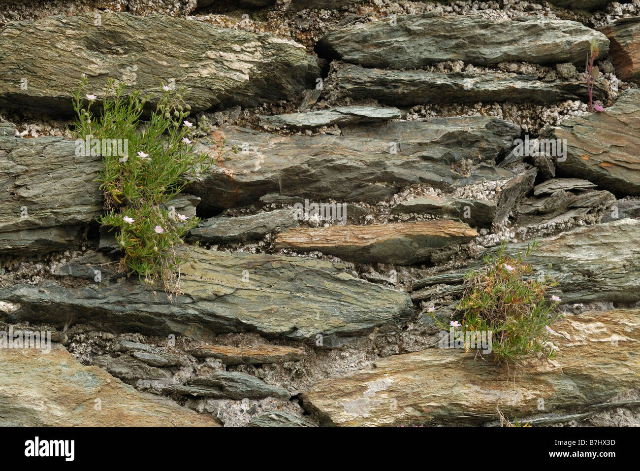 Rock Sea spurrey, Spergularia rupicola growing in a wall Stock Photo