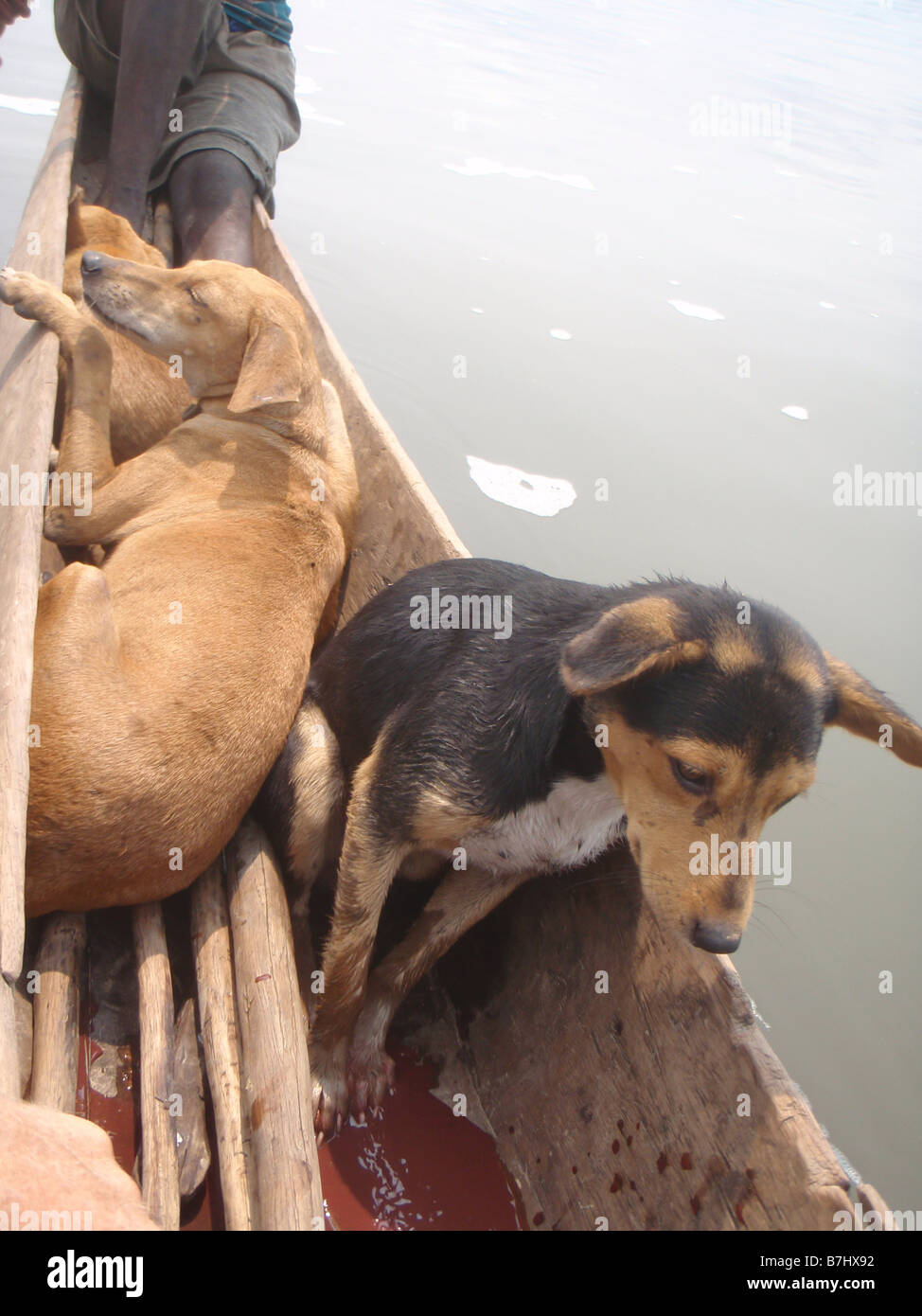 Hunting dogs with spears in dugout canoe on Lower Congo River Democratic Republic of Congo Stock Photo