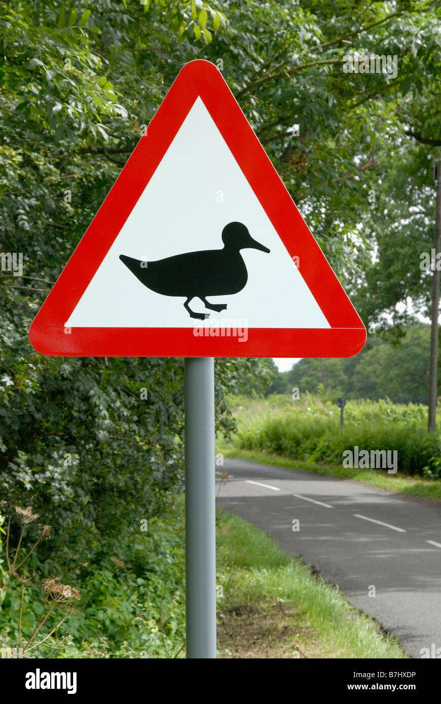 Duck crossing caution sign on rural road in Surrey, England, Great Britain, United Kingdom, Europe Stock Photo